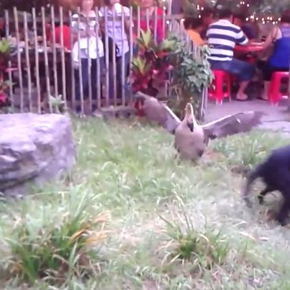 新乡鹅与鹅蛋最新价格动态,受多种因素影响波动,联系当地获取最新信息。