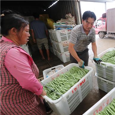 通海菜价今日行情最新消息,通海蔬菜介绍