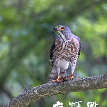 阳新屯鸟新闻头条,阳新县最大的屯鸟养殖中心