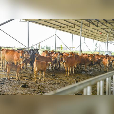 唐县今日肉价最新消息,唐县猪肉价格今日价