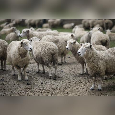 唐县今日肉价最新消息,唐县猪肉价格今日价