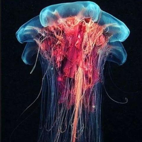 世界上的十大海洋排名,世界十大海洋动物排名