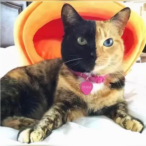 世界赛最强猫咪排名,世界最强的猫