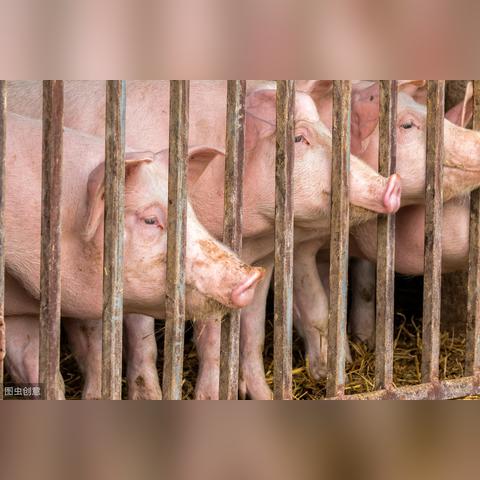 今日熟食猪价查询最新,今日猪肉市场价格表