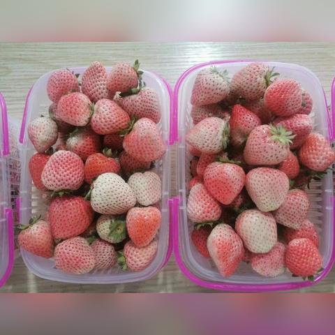 草莓田新闻头条,最近关于草莓的新闻