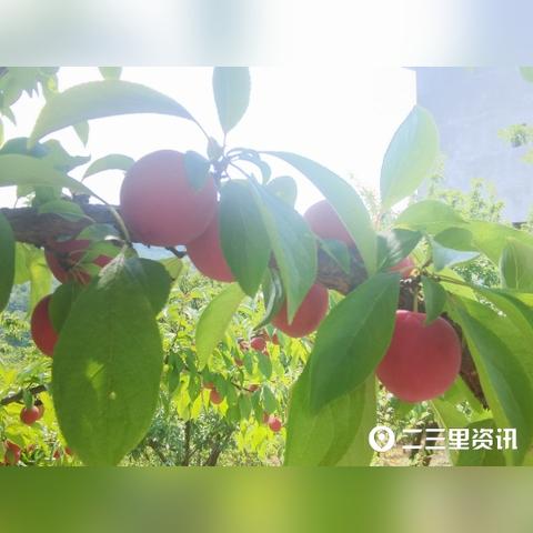 徐州市九里新城新闻头条,徐州九里新城规划