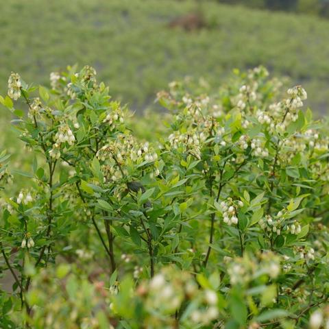 北川福田村七组拆迁规划最新进展与挑战解析