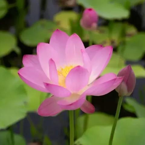 泰兴市主题公园建设进展,提升城市环境,休闲新去处