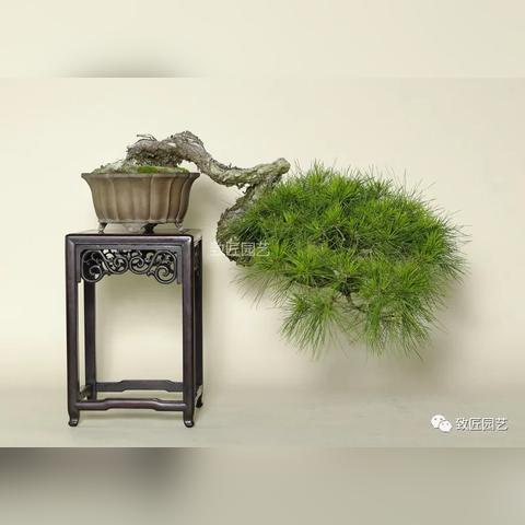 盆景倒挂种植技术,最新规范与操作指南,提升成活与观赏价值!