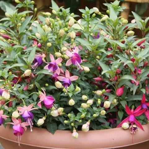 盆景倒挂种植技术,最新规范与操作指南,提升成活与观赏价值!