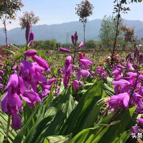 悦丰庄园最新房价信息全面解析,优质居住选择,优惠折扣更新!