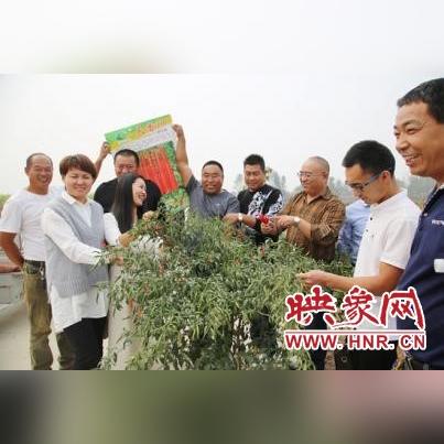 亳州朝天椒价格行情稳定,种植户需关注生长环境与市场需求