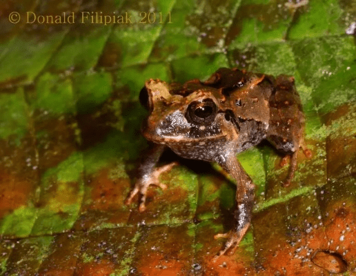 都中纸贵 第2页