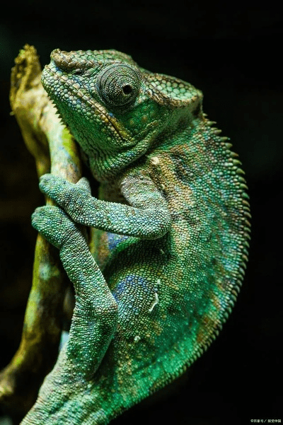 变色龙版本或移动 未激活码,数据资料解释定义|10DM1_v3.339